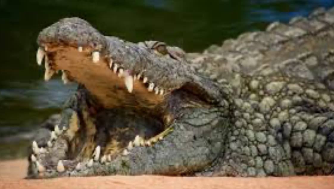 柬埔寨诈骗园区豢养猛兽噬尸 狮子老虎鳄鱼 #专吃日本猪仔尸体