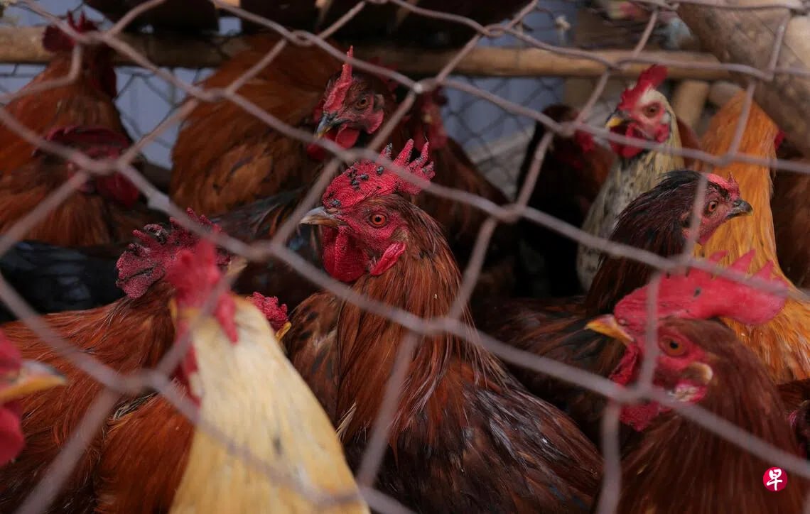 柬埔寨卫生部提醒：金边出现首例禽流感致人死亡病例